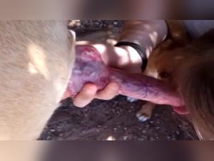 canine lust: debauchery at the heart of the beast