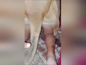 Canine lust without limits