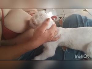 Canine milk: domination and transgression