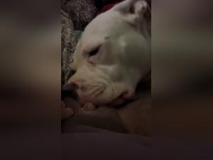 Canine Obsession: Uncontrollable Animal Fuck