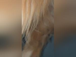 Canine Obsessions: Raw and Uncontrollable Handjobs