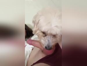 Canine orgasm on dedicated transgender