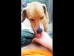 Canine orgasms: decadent zoophilia fantasies