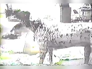 Canine orgies: animal servitude and instinct