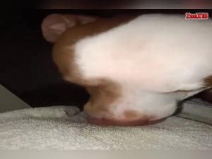 Canine orgies: felony and raw enjoyment