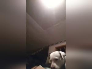 Canine orgies: Intense bestiality