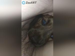 Canine orgies: raw domination and wild desire