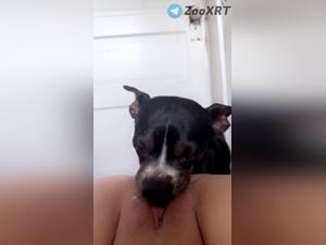 Canine orgies: Sensual Bestiality without limits