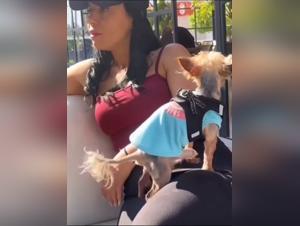 Canine orgies: Transgressive limits