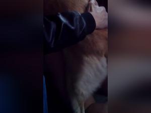 Canine orgies: unbridled animal desire