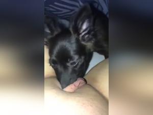Canine orgies: uncontrolled animal sex on video