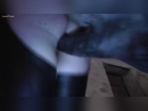 Canine orgies: wild eroticism