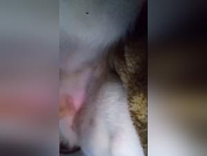 Canine orgy: sucks and domination