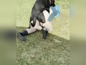 Canine orgy: thick milf and its black Labrador in a unbridled emblem