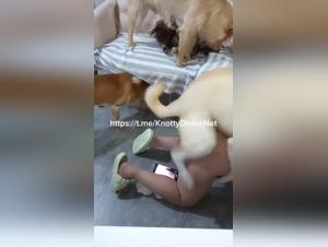 Canine orgy zoophile: without restraint impulses