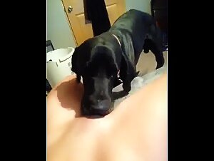 Canine passion: handjob after intense licking