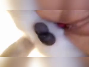 Canine passion: prohibited desire