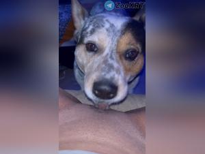 canine power, animal enjoyment