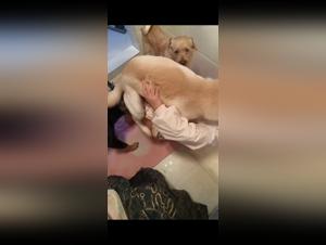 canine power, broken innocence