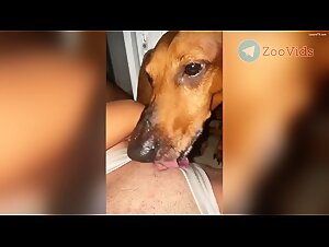 Canine sex bestiality porn video