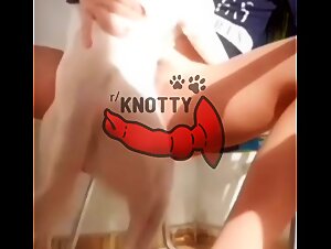 Canine Sexual Illness: Where Couples Fight Over Their Dogs