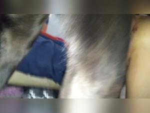 Canine submission: Explore the prohibited pleasure