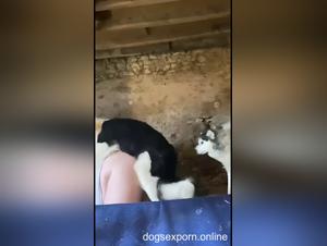 Canine submission, insatiable desire