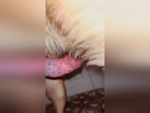 Canine submission, shared orgasms