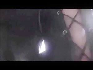 Carino - Horse in freedom