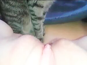 Cat Licking Intimacy