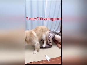 Chinesa amateur, extreme animal pleasure