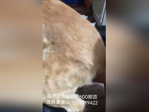 Chinese animal abuse extreme: cruel reality revealed