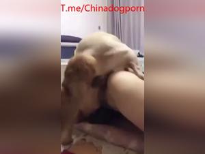 Chinese bestial madness, house