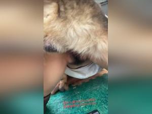 Chinese bestial passion: irresistible desires