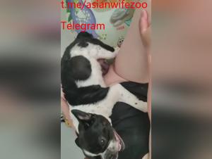 Chinese canine congratulations, animal eroticism