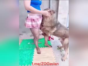 Chinese Canine Debauchery: A Sensory Madness