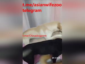Chinese canine debauchery: explosive and irresistible trio