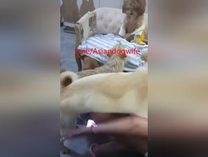Chinese canine fuck: animal eroticism