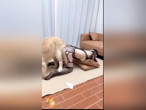 Chinese fetish dance: dog and animal impulses