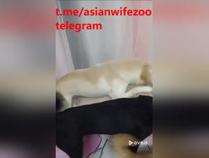 Chinese satisfaction: bestiality and domination