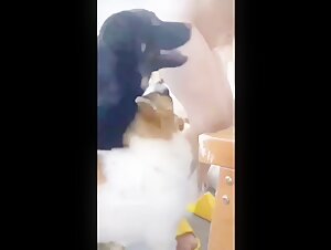 Chinese woman in a kennel subjected to dogs