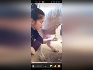 Chinese Zoophilia: The Pig Devours the Slut