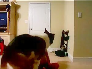 Chubby teenager cums when a dog takes her