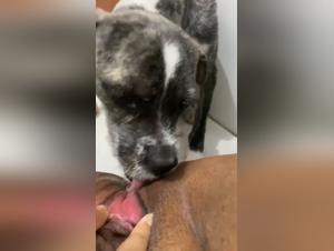 clandestine zoophilia