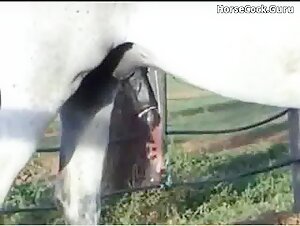 Compilation of horny horses