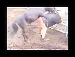 Compilation of Horses with Women