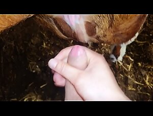 Cow and Man: An Intense Sexual Encounter
