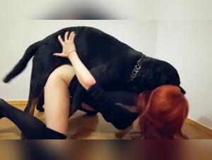 Crazy pornozoo and salacious desires: pornozoologist Denies Fraizer