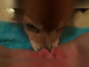 Crazy with cattle pleasures, a forbidden delirium