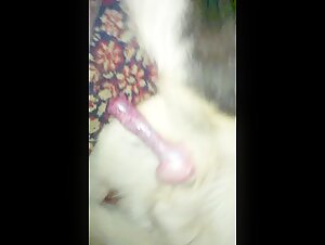 Cum on Shepherd Cock